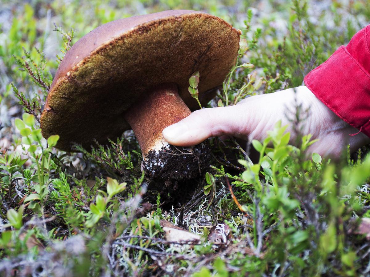 Javri Lodge Saariselkä Eksteriør billede