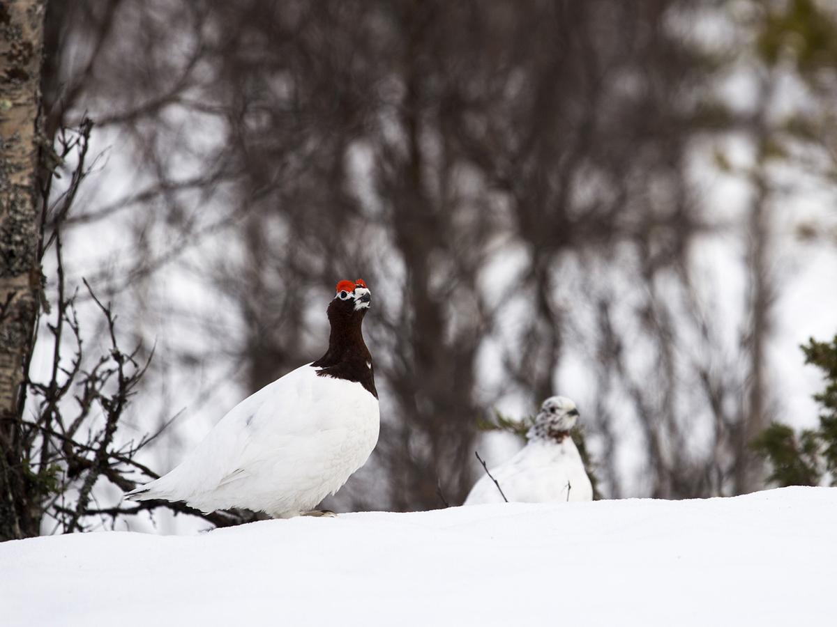 Javri Lodge Saariselkä Eksteriør billede